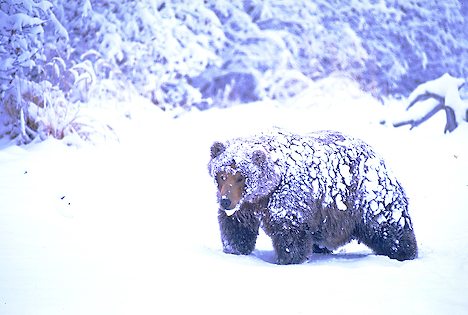 Bear caught in Snowstorm