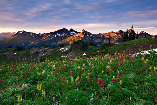 mountain-flowers-by-kevin-pieper