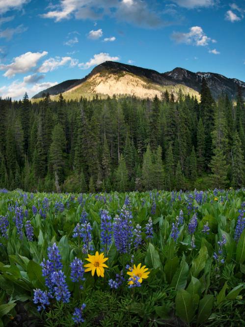 bridger-teton-national-forest-leland-howard
