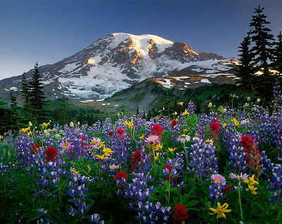 Mazama Ridge Wildflowers