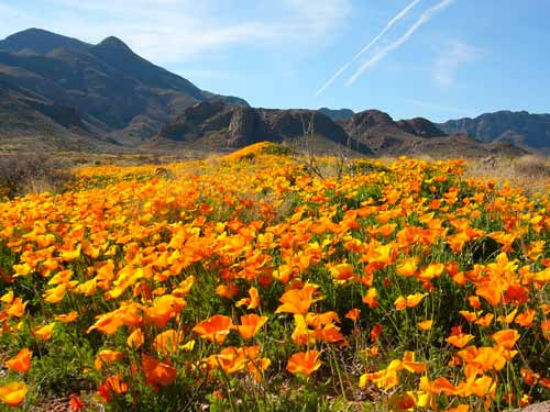 flowers_035958_500x375