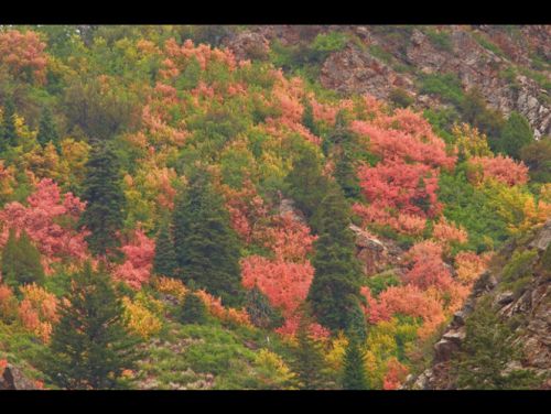 Fall in Utah