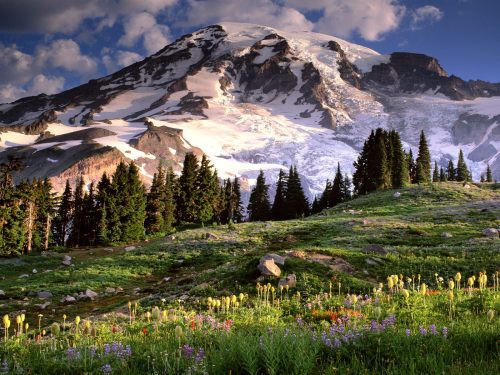 Blooming Wildflowers And Mount Rainier, Washington