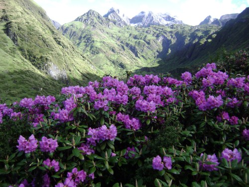 bhutan-rhododendron