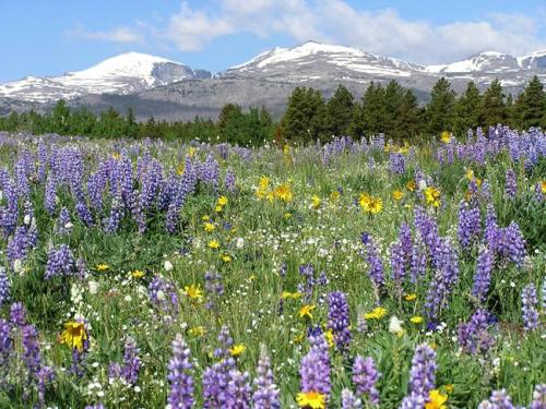 hettinger-wildflowers-2005
