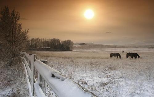 Winter Landscape