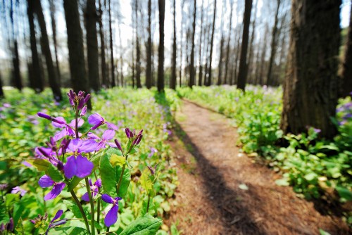 Woodland-Pathway-Surrounded-by-Stunning-Wildflowers