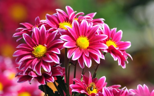Beautiful-Flowers-Chrysanthemum-of-the-Nikitsky-Botanical-Gardens-Flowers-Ni342276
