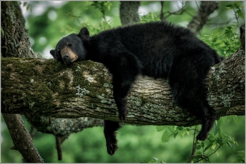 Black Bear