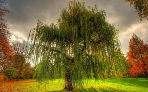 pretty-tree-weeping-willow-willow-600x375