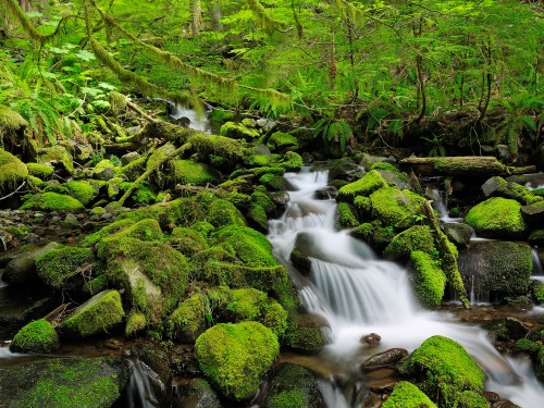 Sol Duc River, Olympic National Park, Washington State, USA