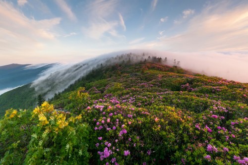 mountain-flowers-244776
