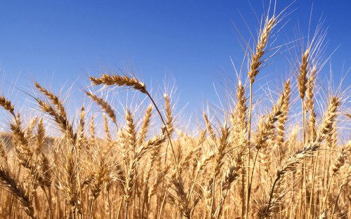 farm country and meadows - w164