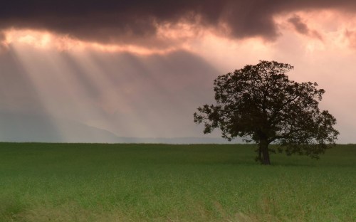 farm country and meadows - w167