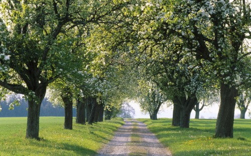 farm country and meadows - w225