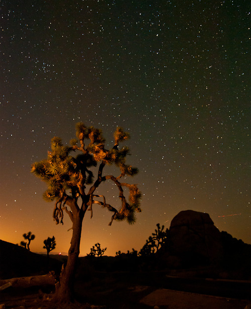 Joshua Tree