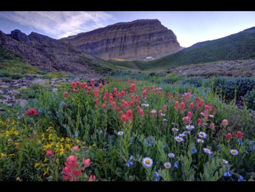 Timp Flowers