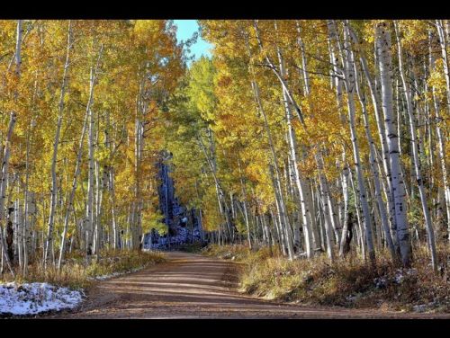 Aspens