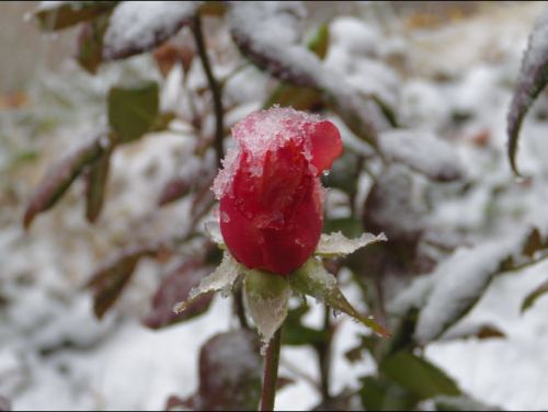 Winter Rose
