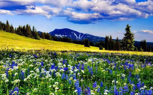 Trophy Meadows, Wells Gray Provincial Park, British Columbia, Canada