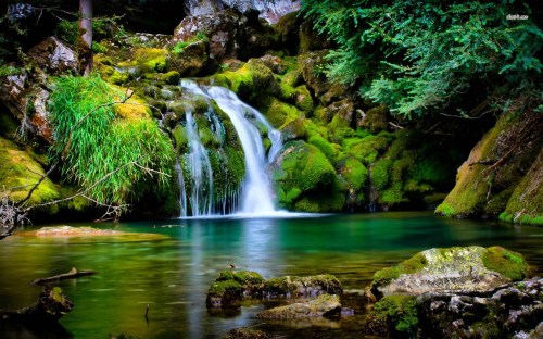 tamborine-national-park-nature-wallpaper