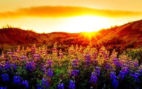 Flower Sunset