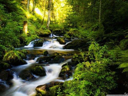 forest_creek-wallpaper-1280x960