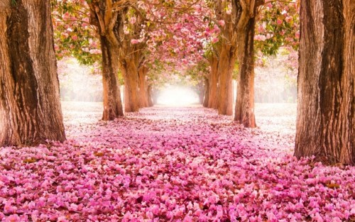 Blossom Alley